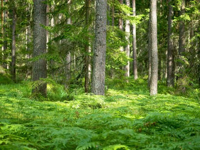 Foresta rigogliosa in estate, un fitto sottobosco verde tra alti tronchi di conifere
