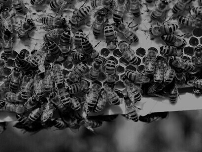 Colônias de abelhas manejadas são pecuárias muito importantes