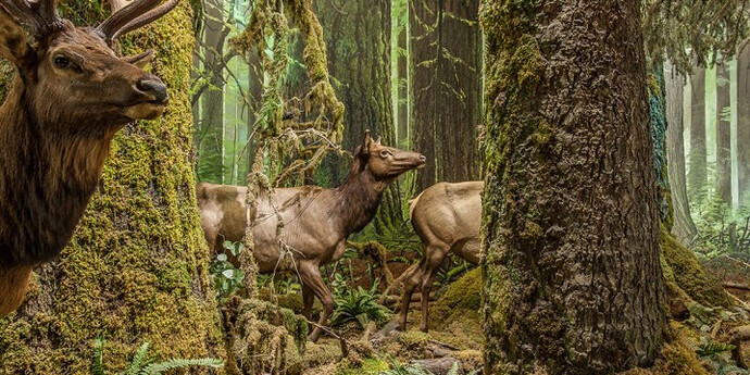 Natural History. Courtesy of Royal BC Museum 
