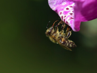 La «Snodgrassella alvi» que habita en el intestino de las abejas puede protegerlas del ácaro Varroa, un parásito mortal