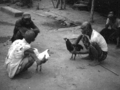 Combattimento di galli a Bali