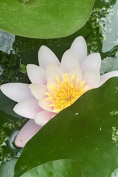 Colori di primavera all'Orto Botanico