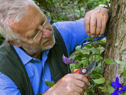 Carlo Pagani e la sua Clematis