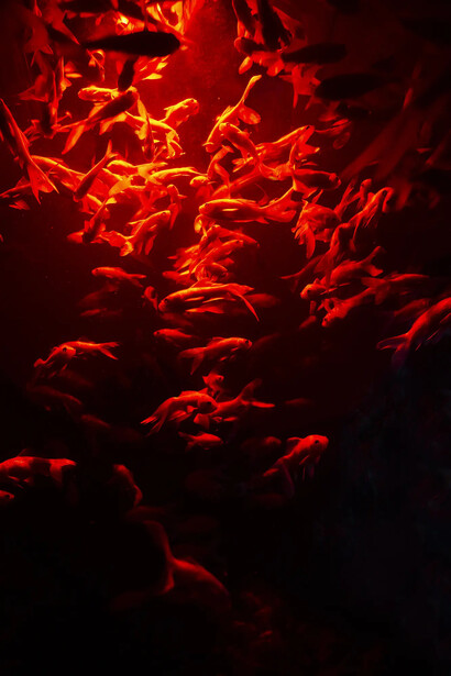 Ninagawa Mika, Untitled, 2022. Courtesy of the Photographers' Gallery
