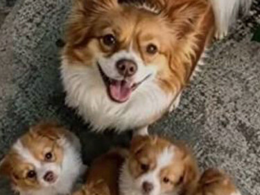 Five boys under 14 allegedly killed a stray dog and her puppies in Jieyang, China