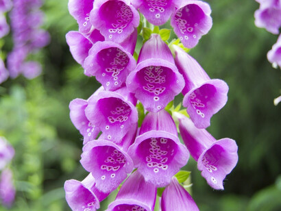 Digitalis purpurea