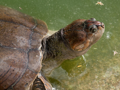 Arrau Turtle in the Orinoco River