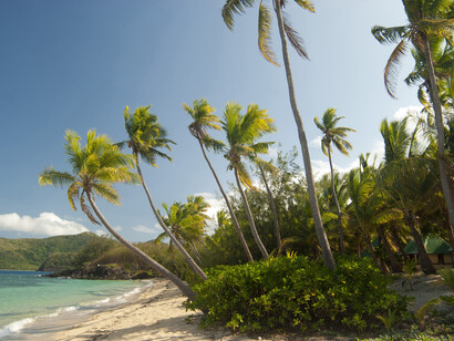 A beach with coconut trees