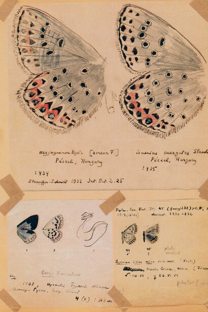 «Lycaeides argyrognomon» y «Lycaeides ismenias» (Nabokov, década de 1940)