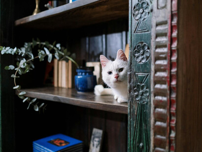 Gato blanco trata de esconderse en una biblioteca