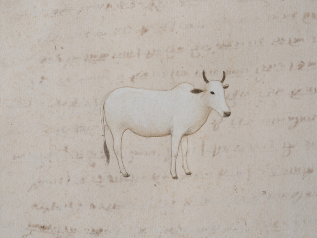 Buck, Jethro White Cow. Courtesy of Crane Kalman Gallery