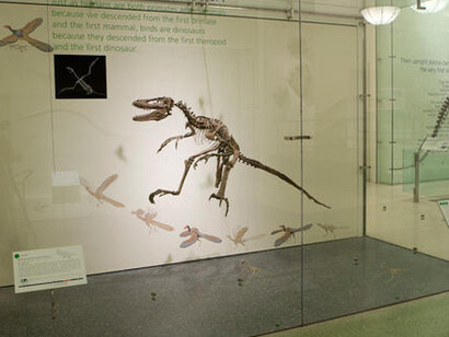 Hall of Saurischian Dinosaurs. Courtesy of American Museum of Natural History