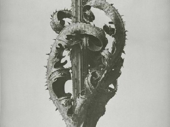 Dipsacus laciniatus, Cutleaf Teasel, Opposite Leaves at Stem, Before 1926 Gelatin Silver Print, 29.7 x 23.7 cm, Long-term loan from Berlin University of the Arts Karl Blossfeldt Collection at Die Photographische Sammlung/SK Stiftung Kultur, Cologne