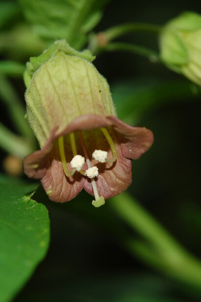 Fiore di Atropa belladonna