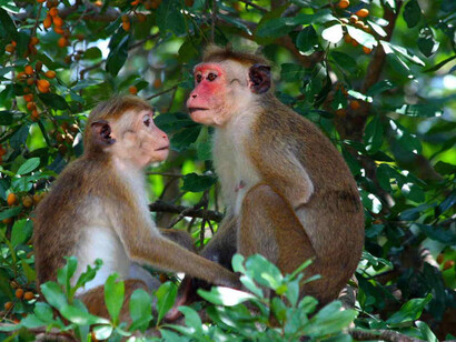 A couple of monkeys