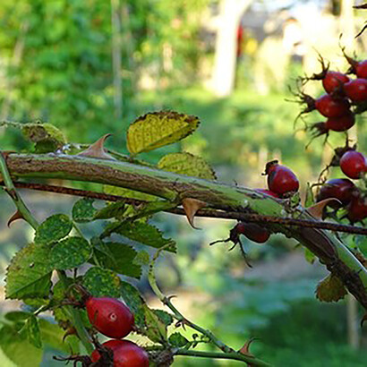 Orto delle Monache del Monte Tabor