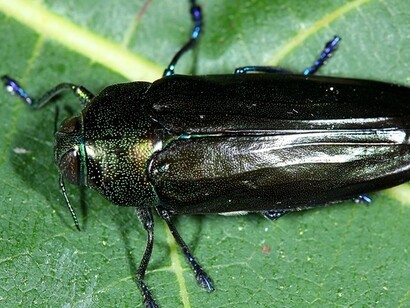 Colobogaster, un género de escarabajos de la familia Buprestidae. Al parecer una de las favoritas de Marco Aurelio