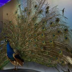 La nature sous toutes ses couleurs, vue de l'exposition. Avec l'aimable autorisation du ROM