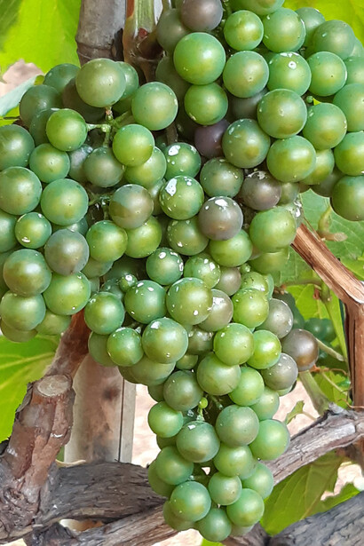 Variedad de uvas cultivada por Virgilio Vidor