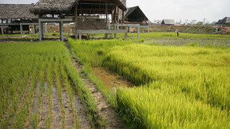 Rehabilitation of paddy fields during construction © Gehan de Silva Wijeyeratne