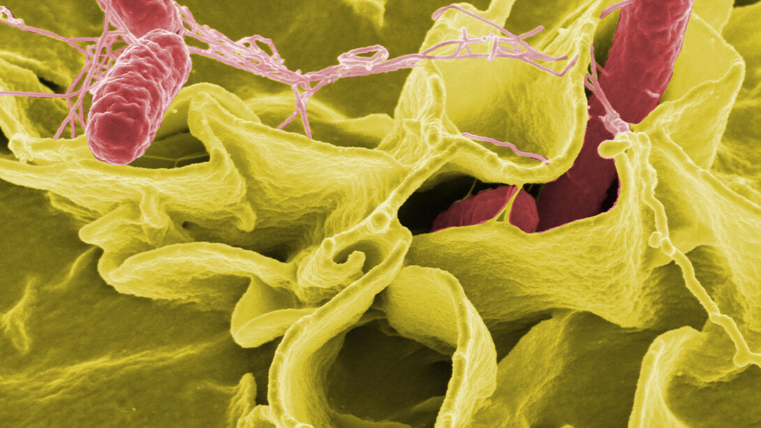 Micrografía electrónica con colores realzados que muestra a la especie 'Salmonella enterica' (células rojas) invadiendo células humanas en cultivo