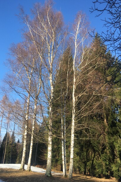 Betulle svettanti sul Monte Avena