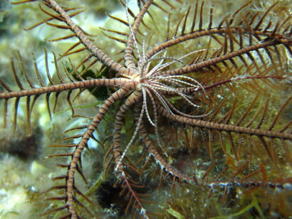 Antedon mediterranea
