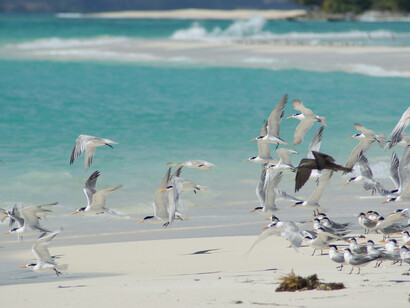 Mouettes sur une plage de Nosy-be