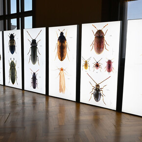 Hier nagt nicht nur der zahn der zeit, ausstellungsansicht. Mit freundlicher genehmigung des Naturhistorischen Museums Wien