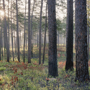 The Pines. Courtesy of Southeast Museum of Photography