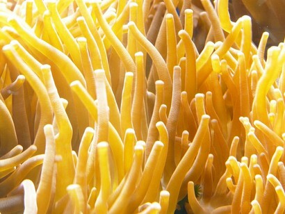 Un fiore del mare
