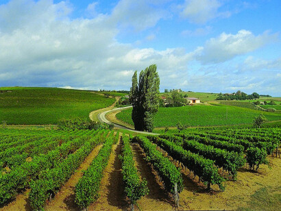 Vitigni a Frascati