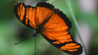 Em muitas culturas, a borboleta é símbolo de transformação e renascimento, pois passa por uma metamorfose completa desde a fase de lagarta