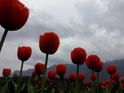 Red tulips