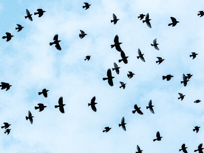 Una bandada de palomas atraviesan el cielo, símbolo de libertad