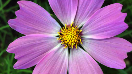 To build a flower formed by eight identical petals, as in this example, the plant needs the bits of information for only one petal, then the information of “repeat” it eight times.