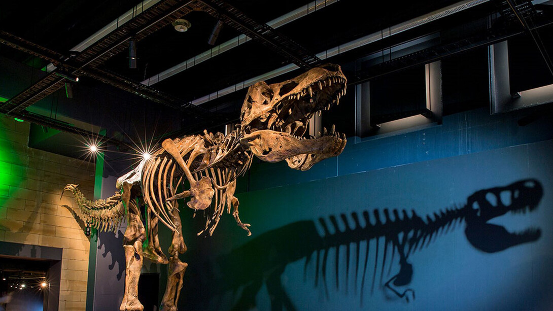 Tyrannosaurs. Courtesy of National Museum of Scotland