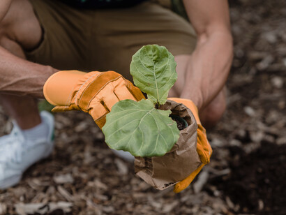 Man puts the budding plant in the ground
