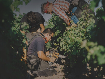 Vine master pruners. Lo scopo degli organizzatori è quello di insegnare e far imparare la tecnica innovativa applicata e di successo che riesce a salvare le piante e a mantenere intatta la qualità delle uve