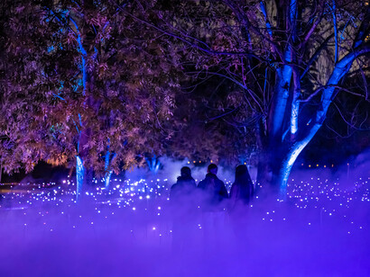 Light cycles. Courtesy of Fever