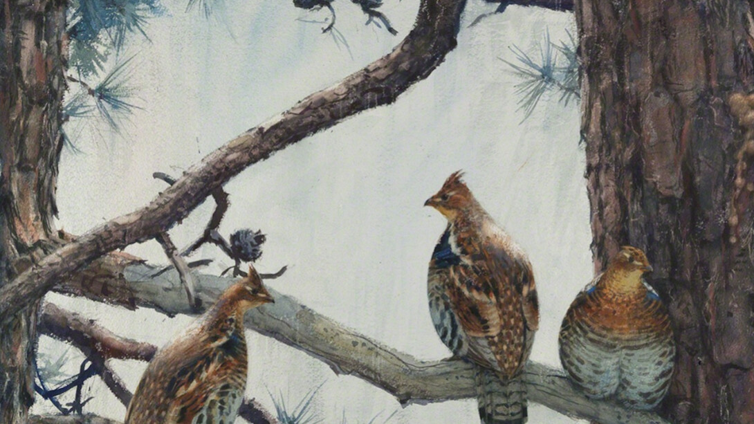 Aiden Lassell Ripley, Three Grouse on a Hard Pine. Courtesy of Questroyal Fine Art