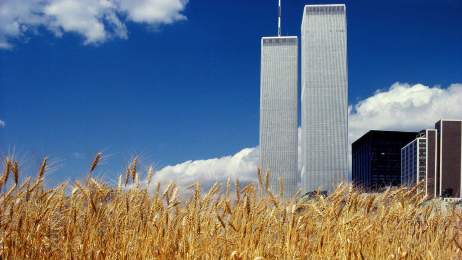 Agnes Denes, Wheatfield – A confrontation: battery park Landfill, Downtown Manhattan, 1982/2024. Courtesy of the Museum of Fine Arts