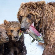 Wildlife Photographer of the Year. Courtesy of Royal BC Museum
