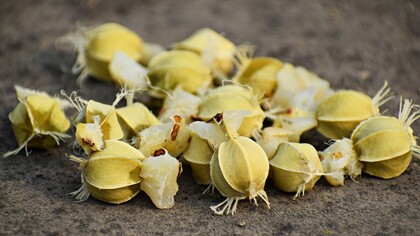 Amalaki, il frutto ayurvedico dalle mille virtù