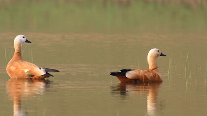Ruddy Shelducks allow a close approach on river safaris © Gehan de Silva Wijeyeratne