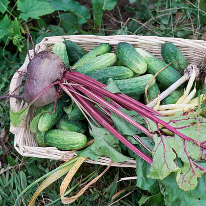 Colheita de alimentos orgânicos. O termo “orgânico” engloba inclusive os aspectos socioeconômicos e culturais