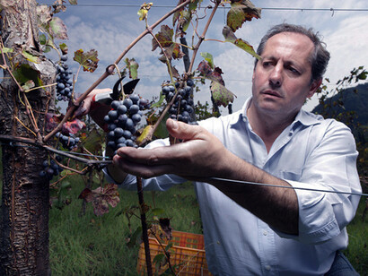 The treatment of wine grapes