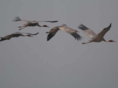 Sarus Crane © Gehan de Silva Wijeyeratne