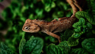 Nel verde della foresta pluviale