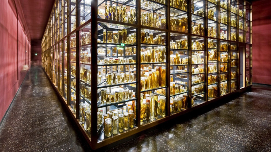 The Wet Collections. Courtesy of Museum für Naturkunde